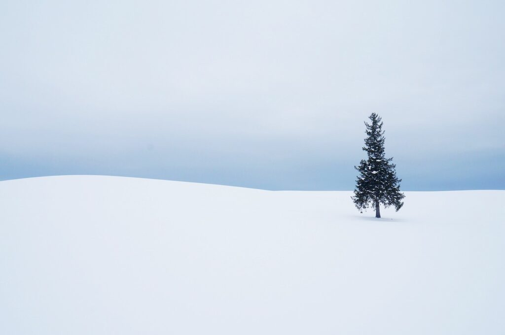 L’hiver transforme chaque sapin